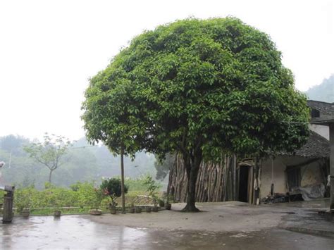 门前树风水|房屋开门见树会影响风水吗 – 进门有什么讲究风水